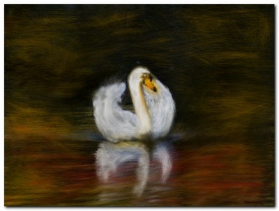 Swan